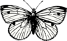 Cabbage Moth Clip Art